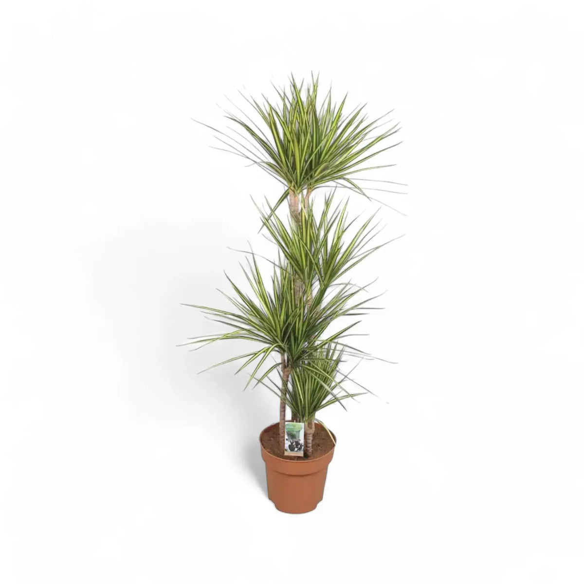 Dracaena reflexa var. angustifolia 'Sunray' – Topfpflanze im Kulturtopf vor weißem Hintergrund, Produktfoto 6.