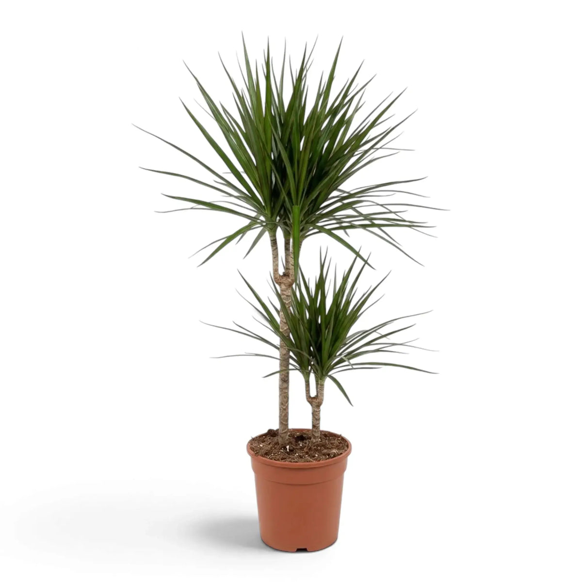 Dracaena reflexa var. angustifolia in Größe XL mit schmalen, glänzenden grünen Blättern und roten Blatträndern