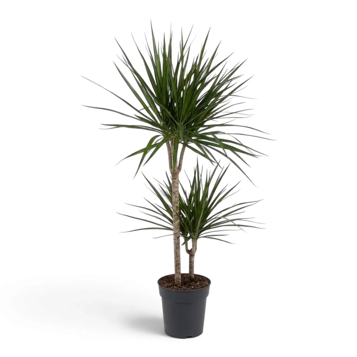 Dracaena reflexa var. angustifolia in Größe XL mit schmalen, glänzenden grünen Blättern und roten Blatträndern