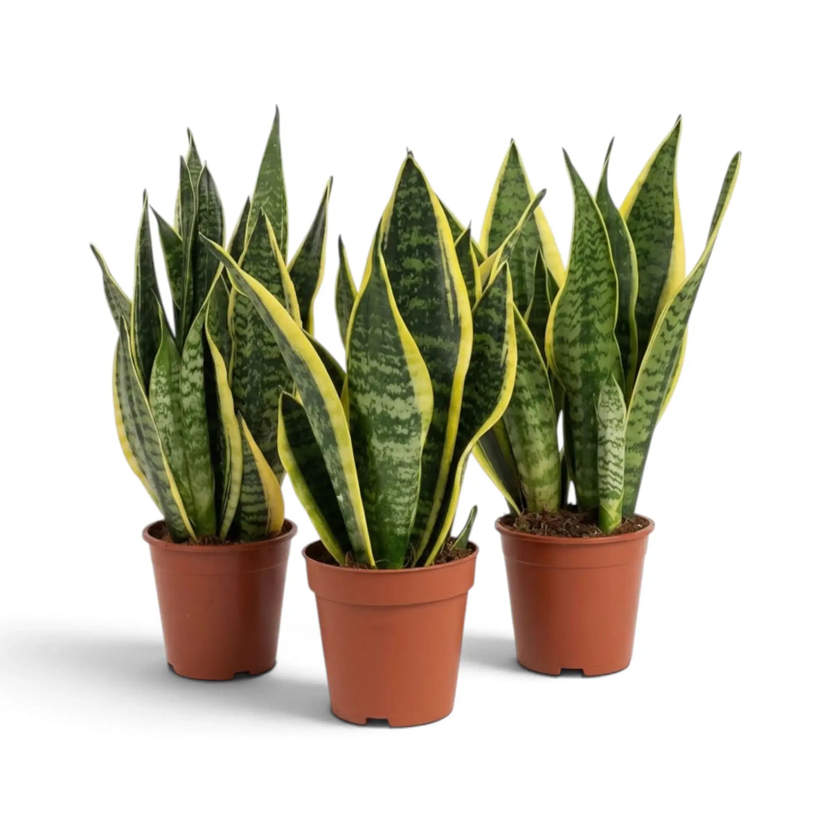 Dracaena trifasciata ‘Superba’ mit dichtem aufrechtem Laub und gelb gerandeten Blättern