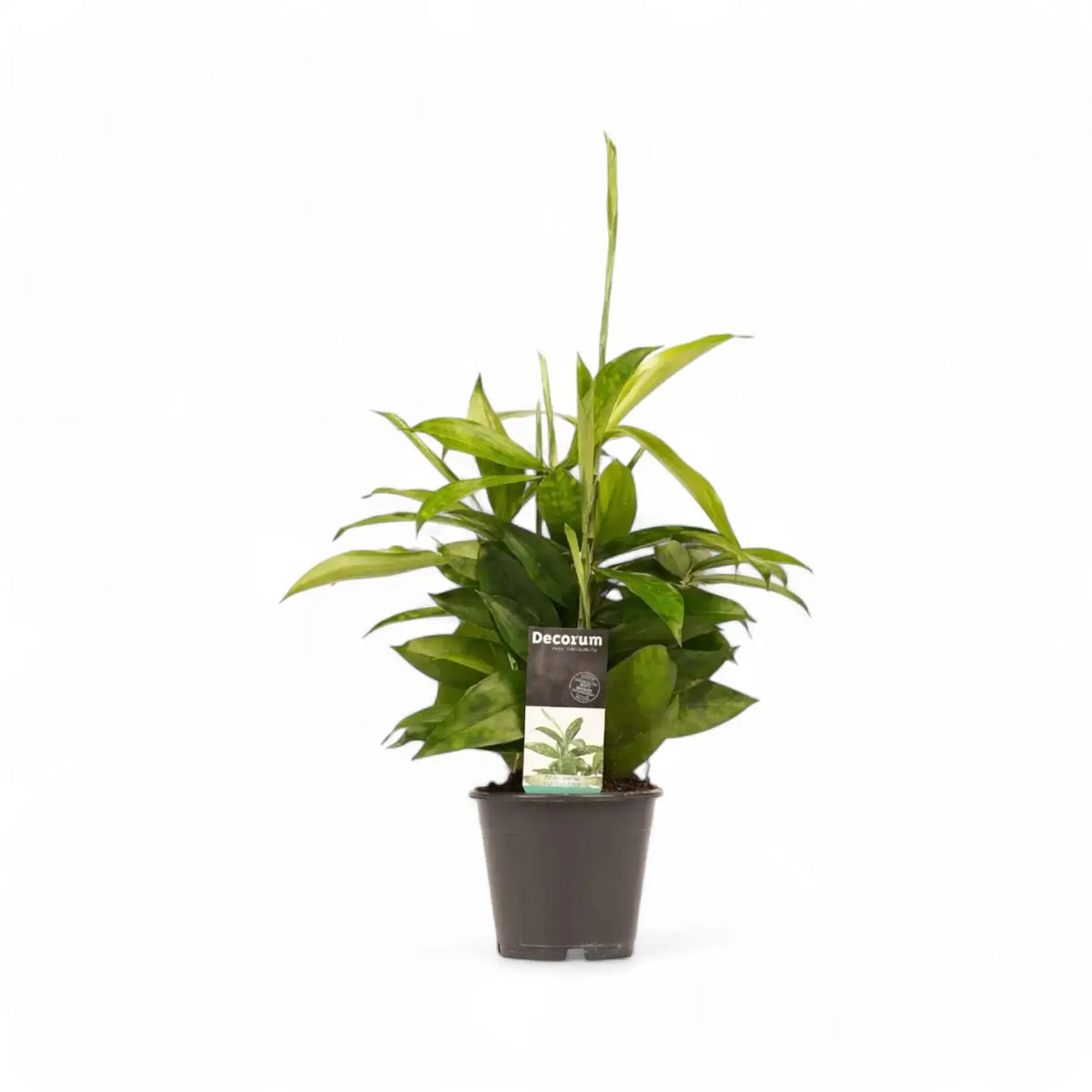 Dracaena surculosa Zimmerpflanze im Anzuchttopf vor weißem Hintergrund, Produktfoto 3.