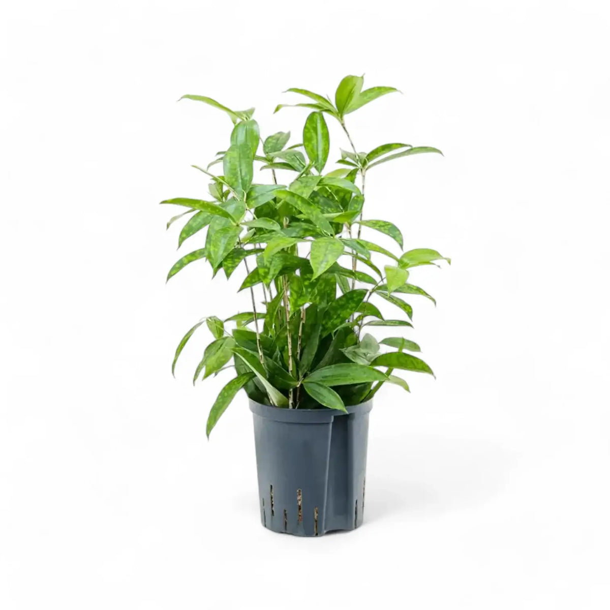 Dracaena surculosa Zimmerpflanze im Anzuchttopf vor weißem Hintergrund, Produktfoto 4.
