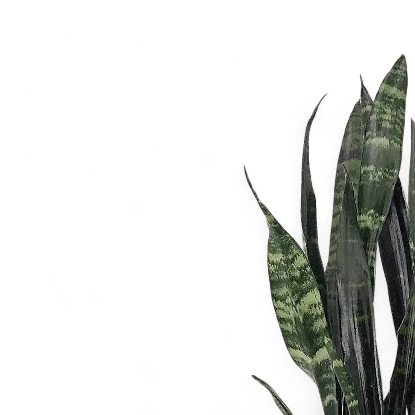 Dracaena (Sansevieria) trifasciata 'Black Coral' leaf detail on white background.