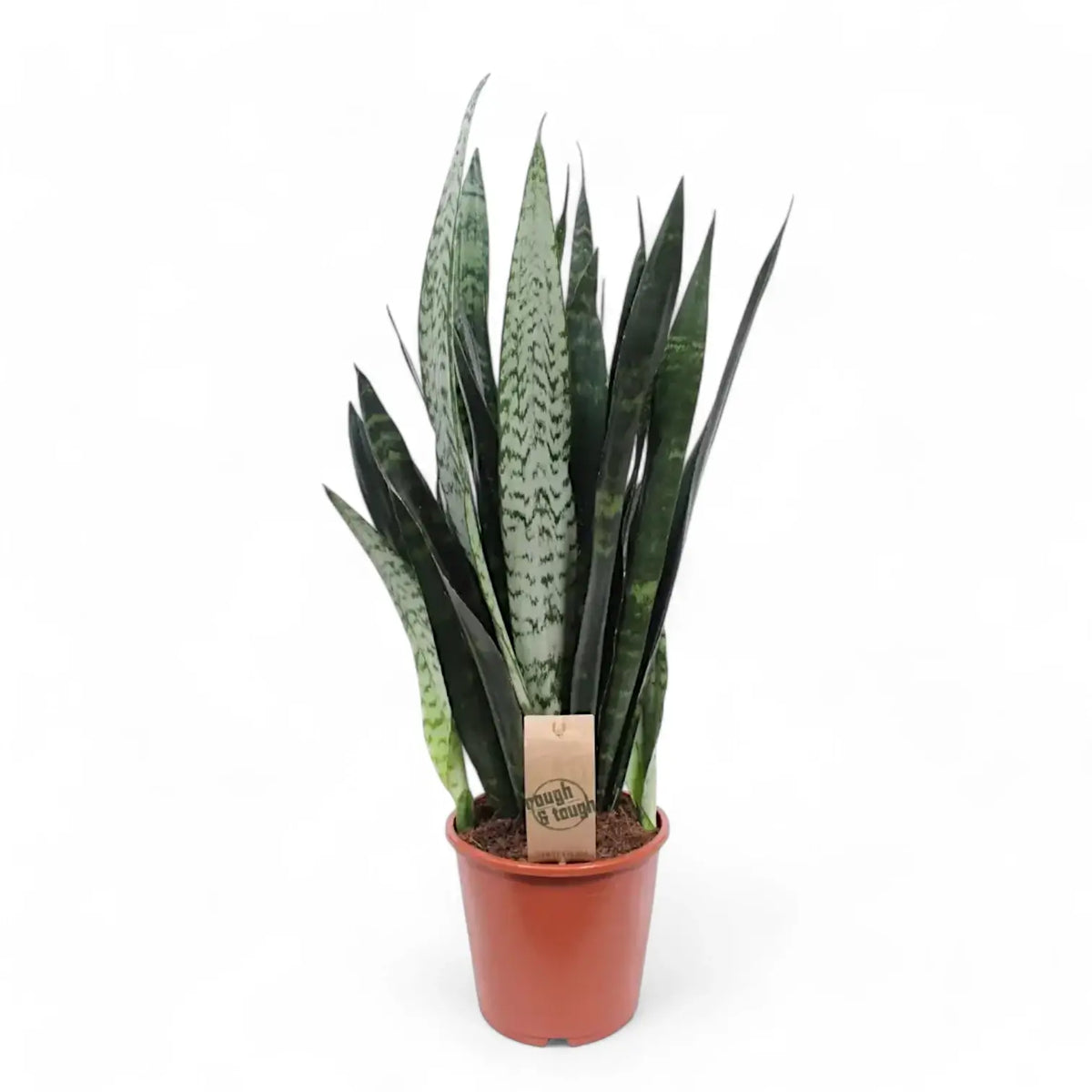 Dracaena (Sansevieria) trifasciata 'Black Coral' potted plant in nursery pot on white background.