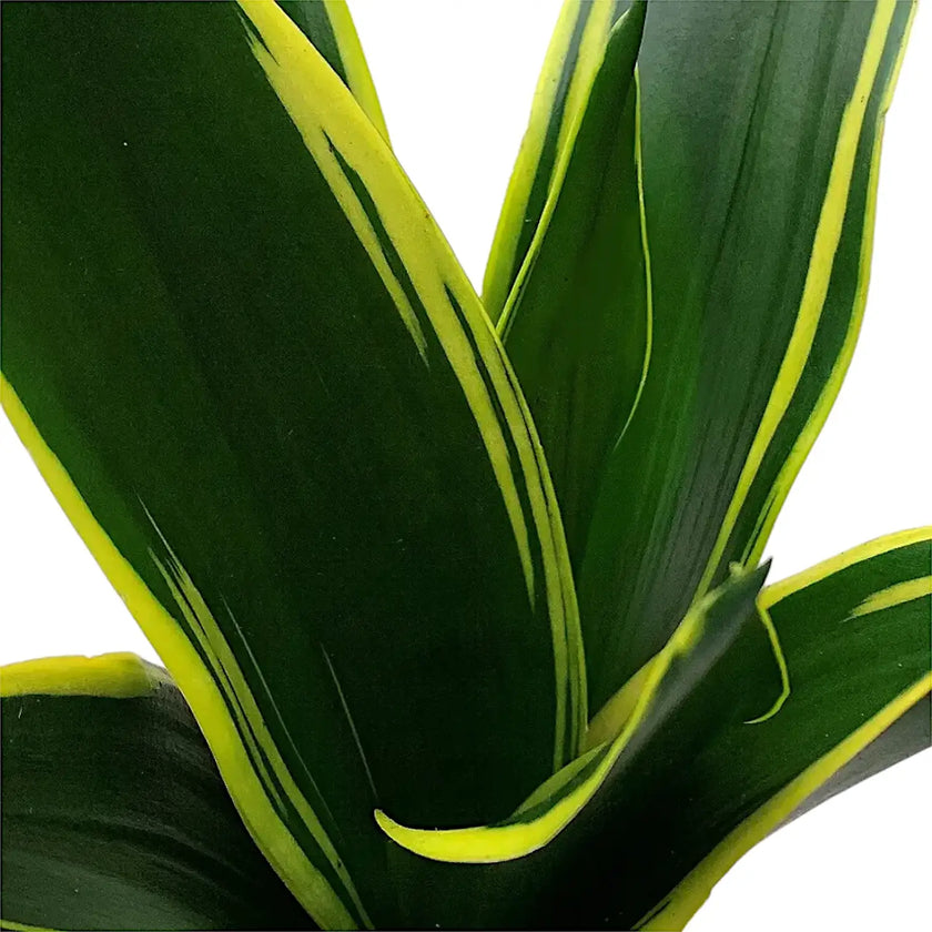 Dracaena (Sansevieria) trifasciata 'Golden Diamond' – Blattdetail vor weißem Hintergrund..