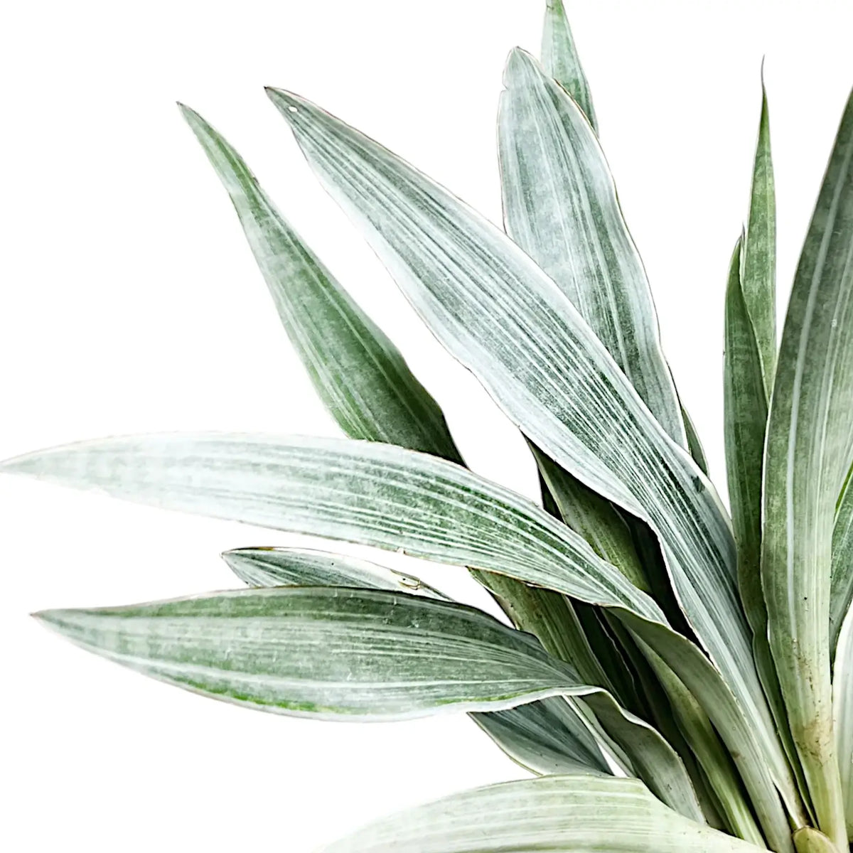 Dracaena (Sansevieria) trifasciata 'Metallica' leaf close-up on white background.