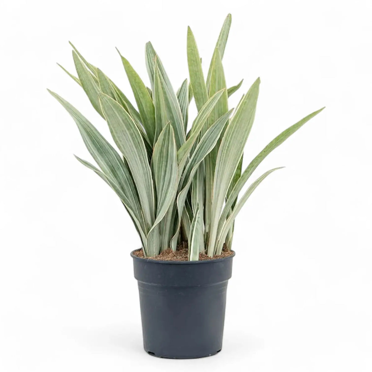 Dracaena (Sansevieria) trifasciata 'Metallica' potted plant in nursery pot on white background.