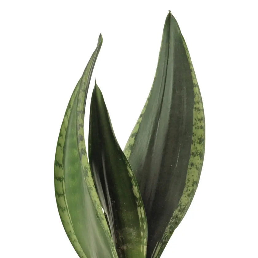 Dracaena (Sansevieria) trifasciata 'Silver Flame' close-up of leaf on white background.