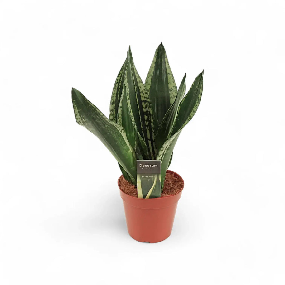 Dracaena (Sansevieria) trifasciata 'Silver Flame' potted plant in nursery pot on white background.