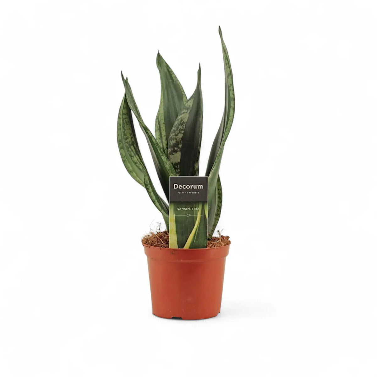 Dracaena (Sansevieria) trifasciata 'Silver Flame' potted plant in nursery pot on white background.