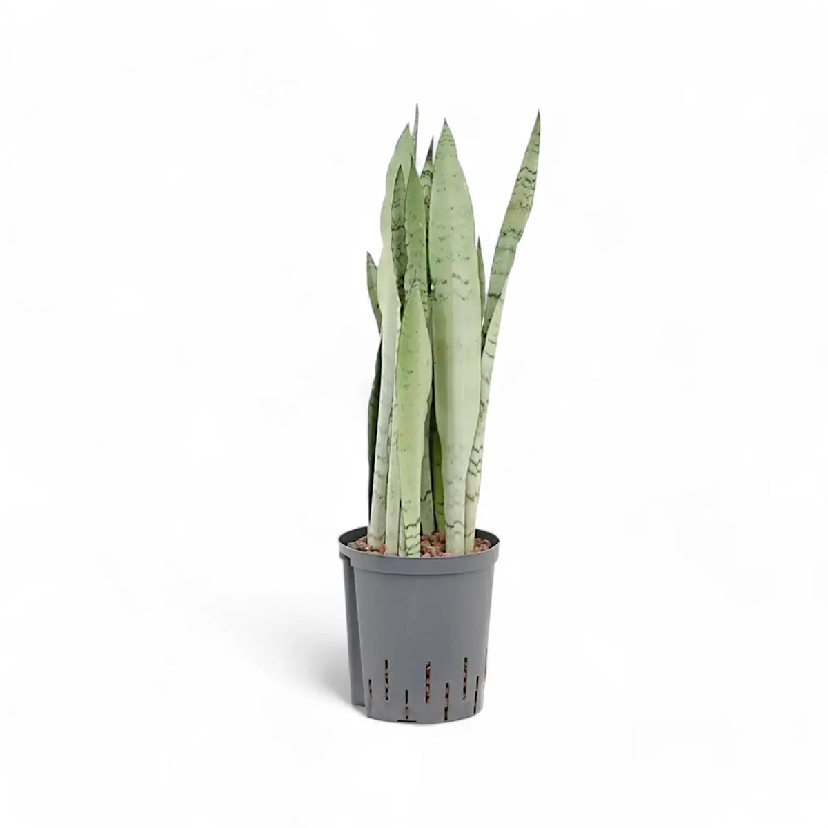 Dracaena (Sansevieria) trifasciata 'Silver Mist' potted plant in nursery pot on white background.