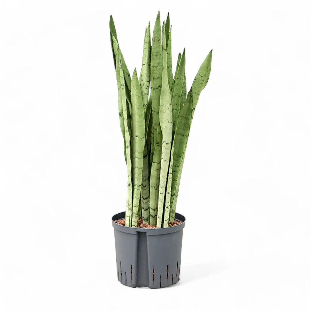 Dracaena (Sansevieria) trifasciata 'Silver Mist' potted plant in nursery pot on white background.