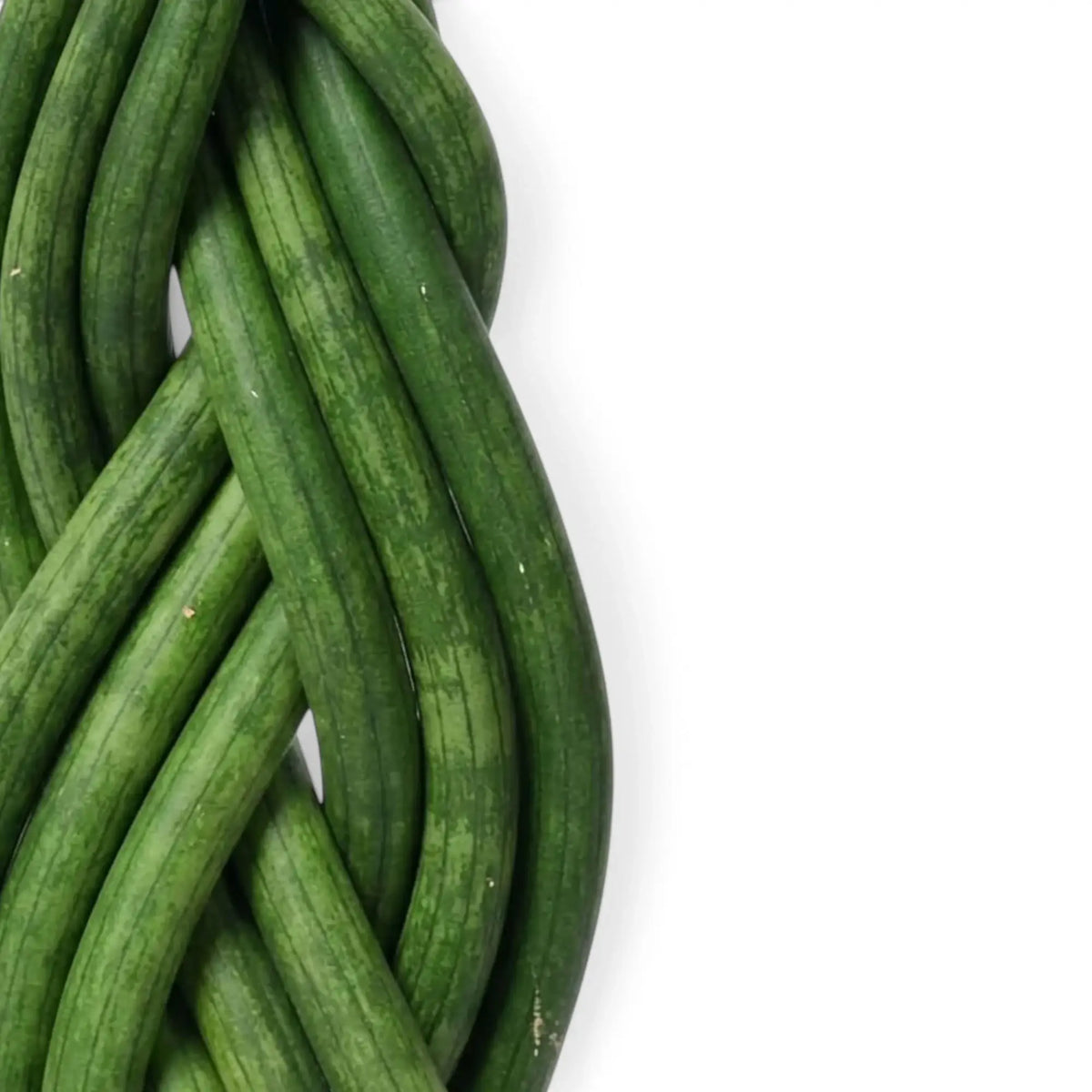 Dracaena angolensis 'Twister' close-up of braided cylindrical green leaves