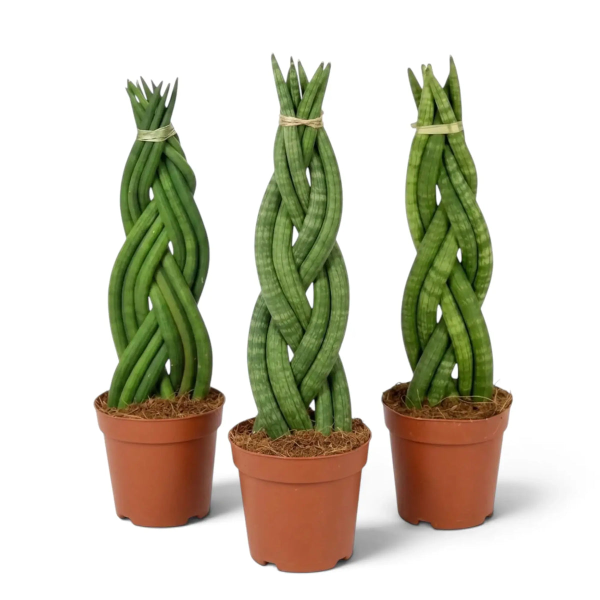 Three potted Dracaena angolensis 'Twister' plants with braided cylindrical green leaves