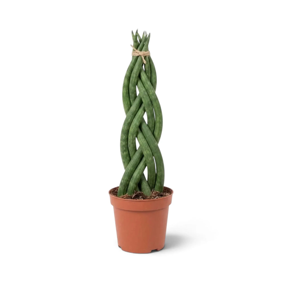 Potted Dracaena angolensis 'Twister' with braided cylindrical green leaves rising from the base