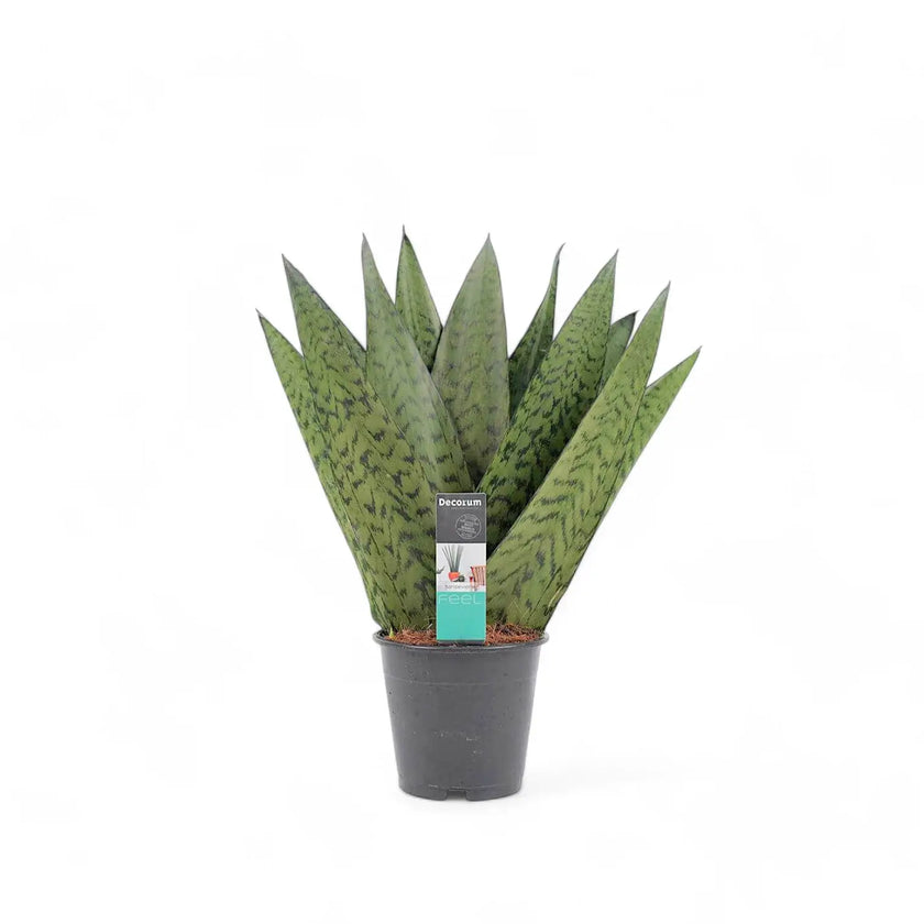Dracaena (Sansevieria) zeylanica 'Fan' potted plant in nursery pot on white background.