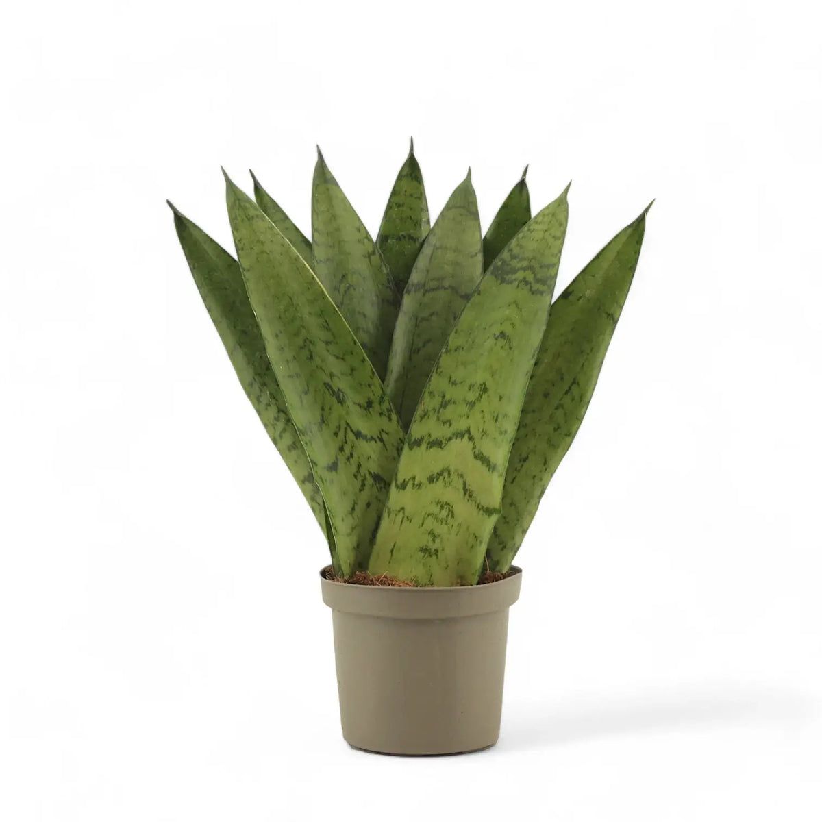 Dracaena (Sansevieria) zeylanica 'Fan' potted plant in nursery pot on white background.