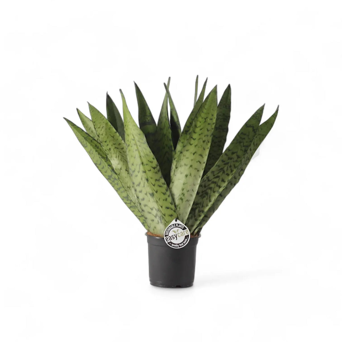 Dracaena (Sansevieria) zeylanica 'Fan' potted plant in nursery pot on white background.
