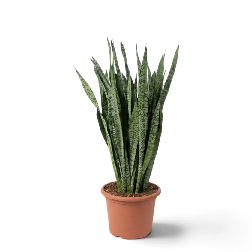 Große Dracaena zeylanica mit schmalen fleischigen Blättern und dunkelgrüner Querzeichnung