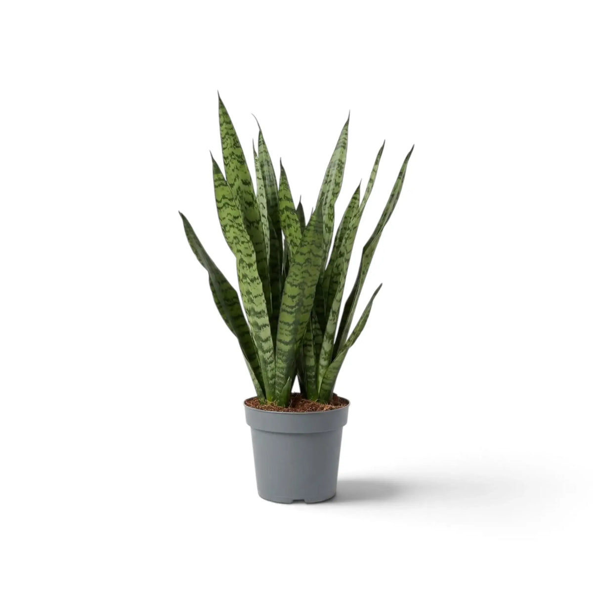 Dracaena zeylanica medium plant with tall narrow banded leaves forming an upright clump