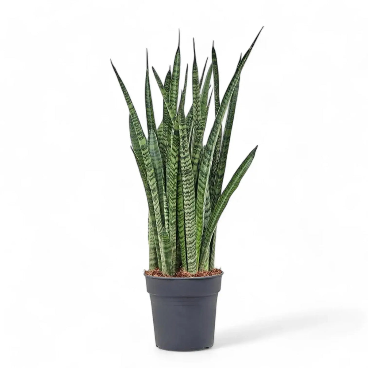 Dracaena (Sansevieria) zeylanica 'Narrow' potted plant in nursery pot on white background.