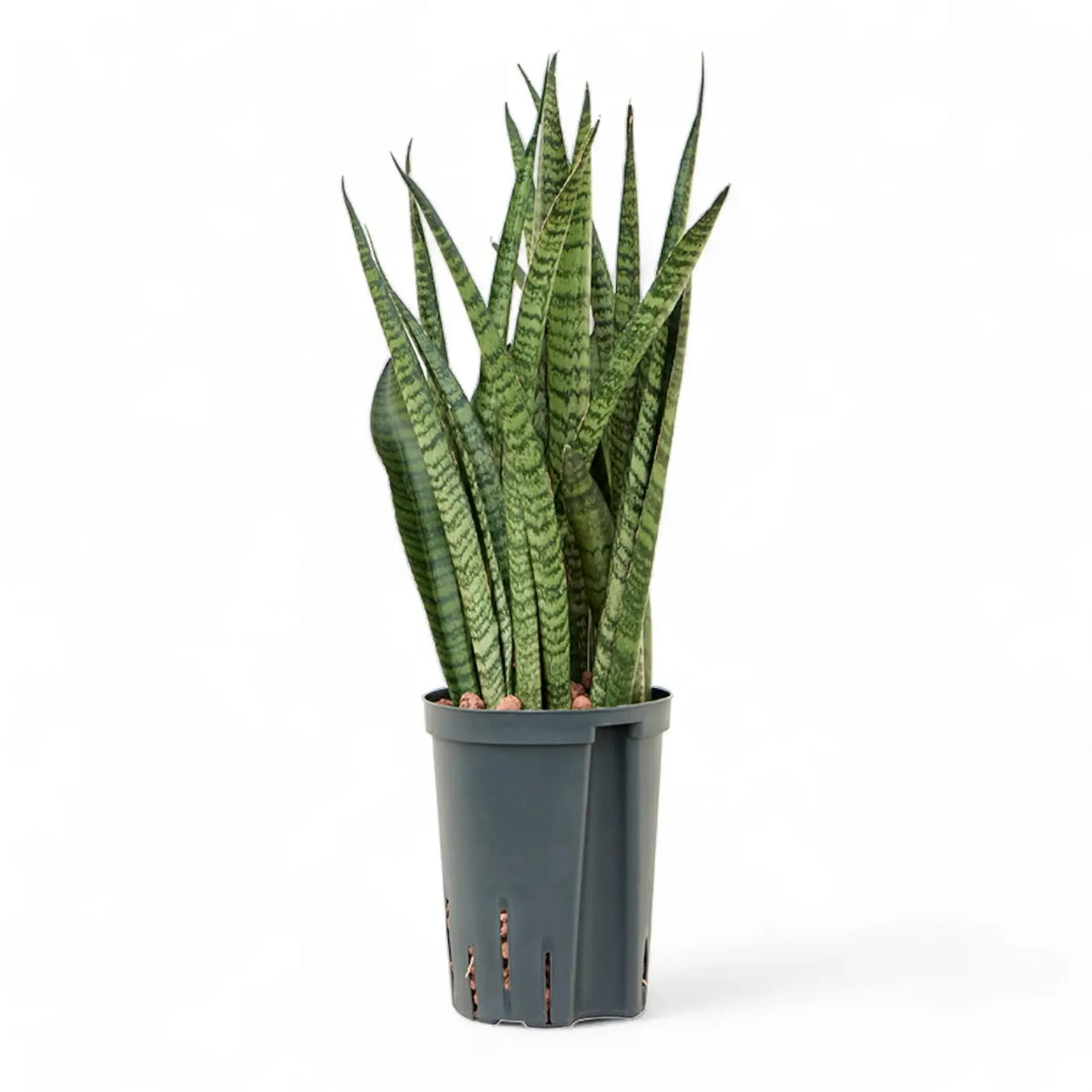 Dracaena (Sansevieria) zeylanica 'Narrow' potted plant in nursery pot on white background.