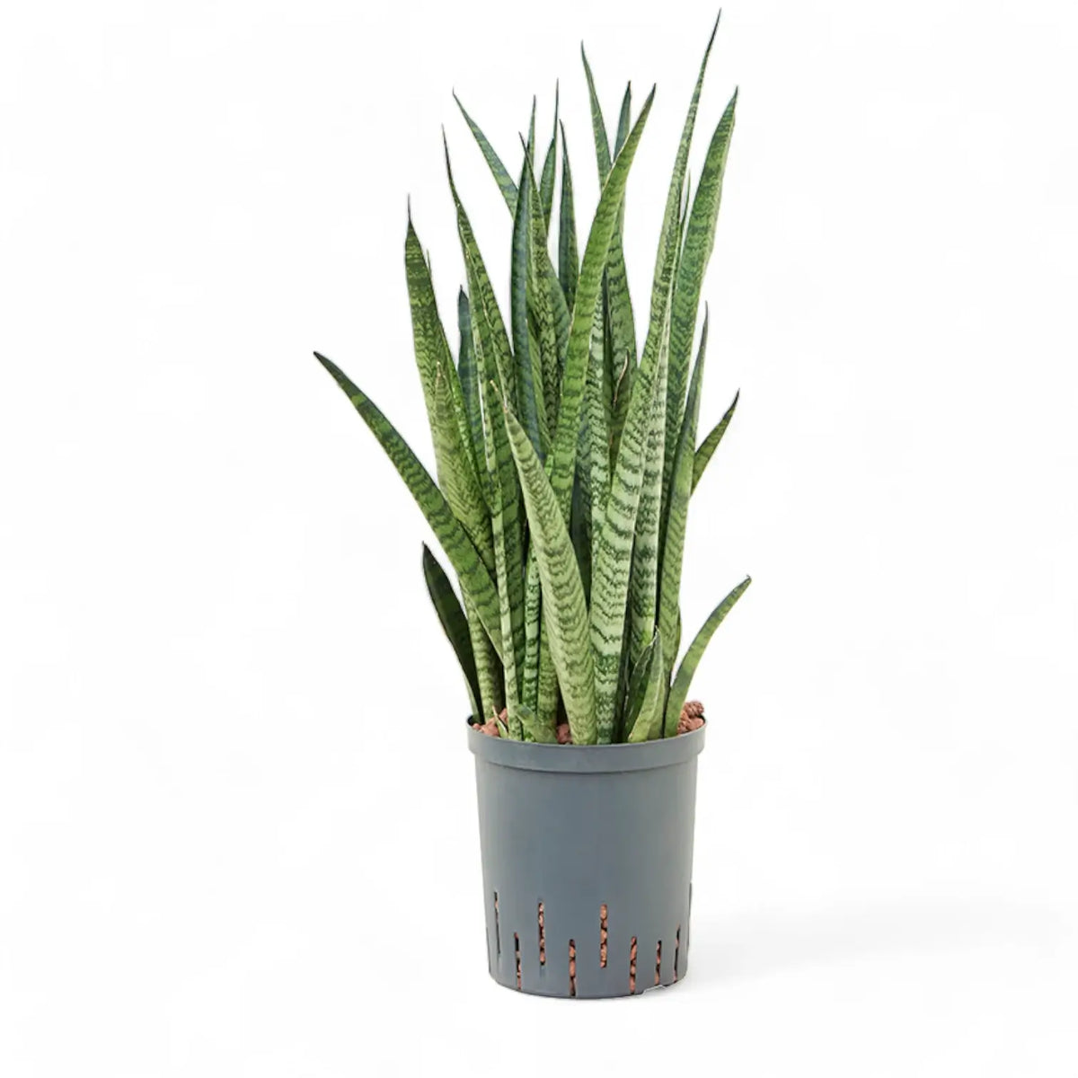 Dracaena (Sansevieria) zeylanica 'Narrow' potted plant in nursery pot on white background.