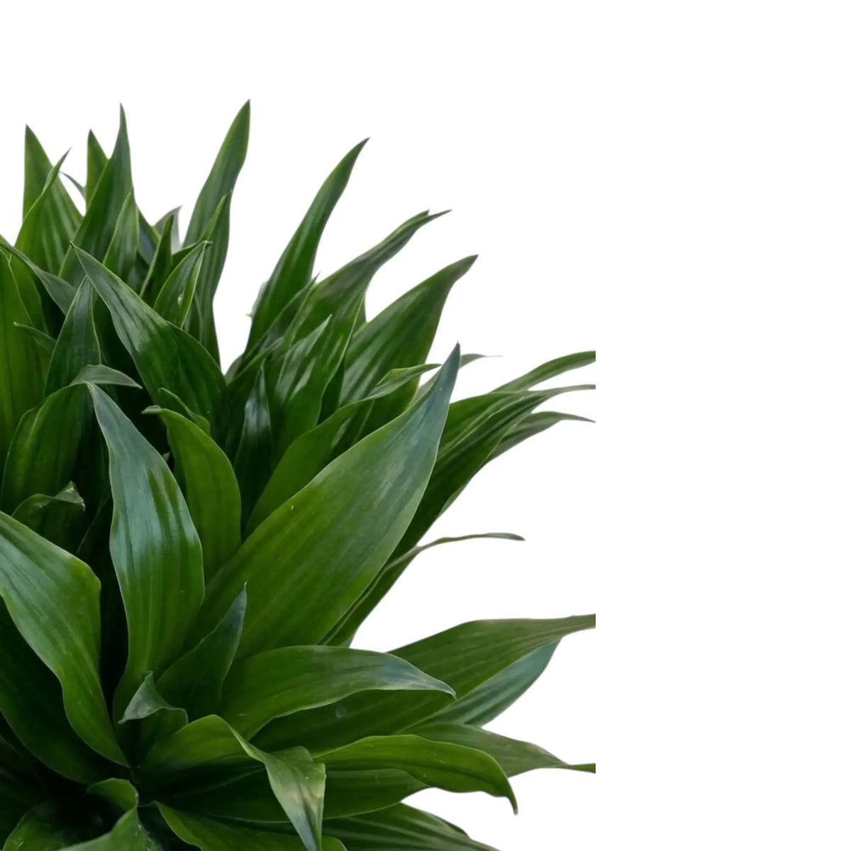 Close-up of short glossy dark green leaves on Dracaena fragrans ‘Compacta’