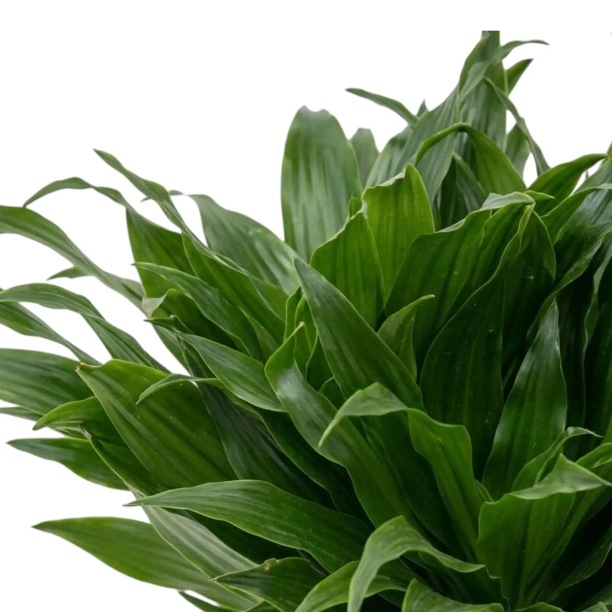 Close-up of short glossy dark green leaves on Dracaena fragrans ‘Compacta’