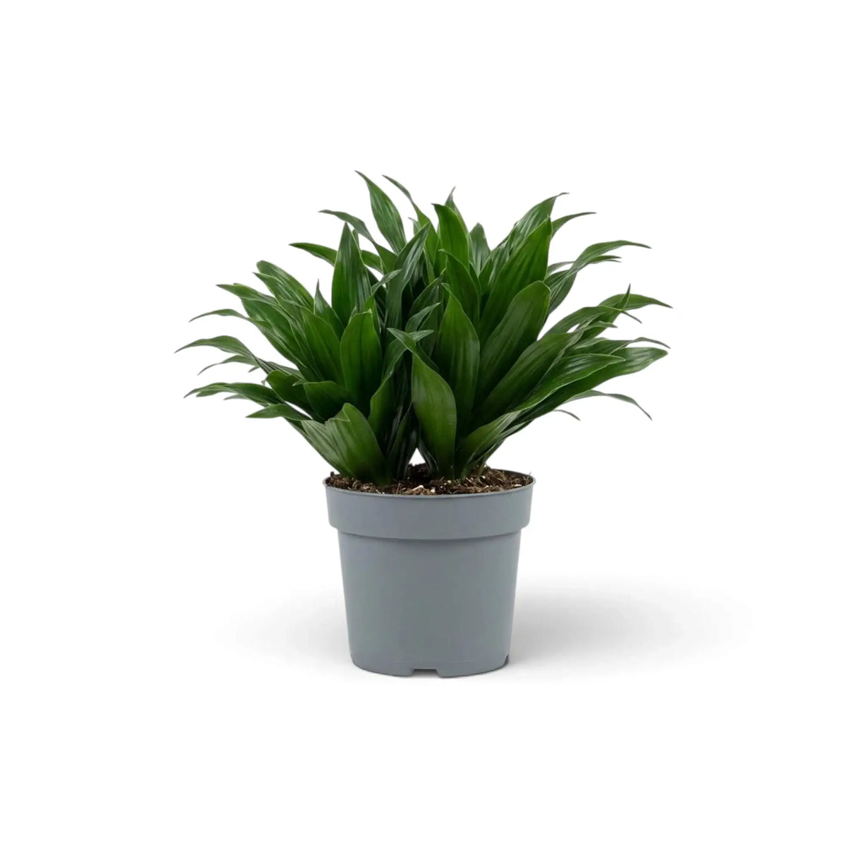 Small Dracaena fragrans ‘Compacta’ with short glossy dark green leaves