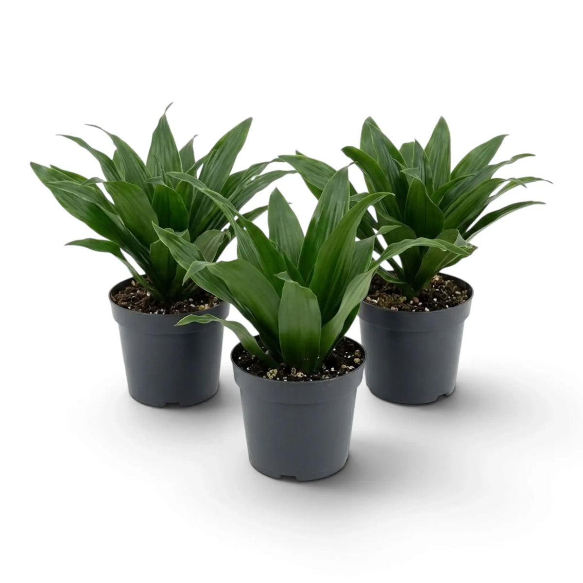 Small Dracaena fragrans ‘Compacta’ with short glossy dark green leaves