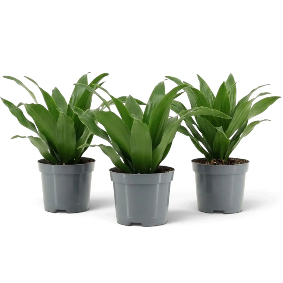 Small Dracaena fragrans ‘Compacta’ with short glossy dark green leaves