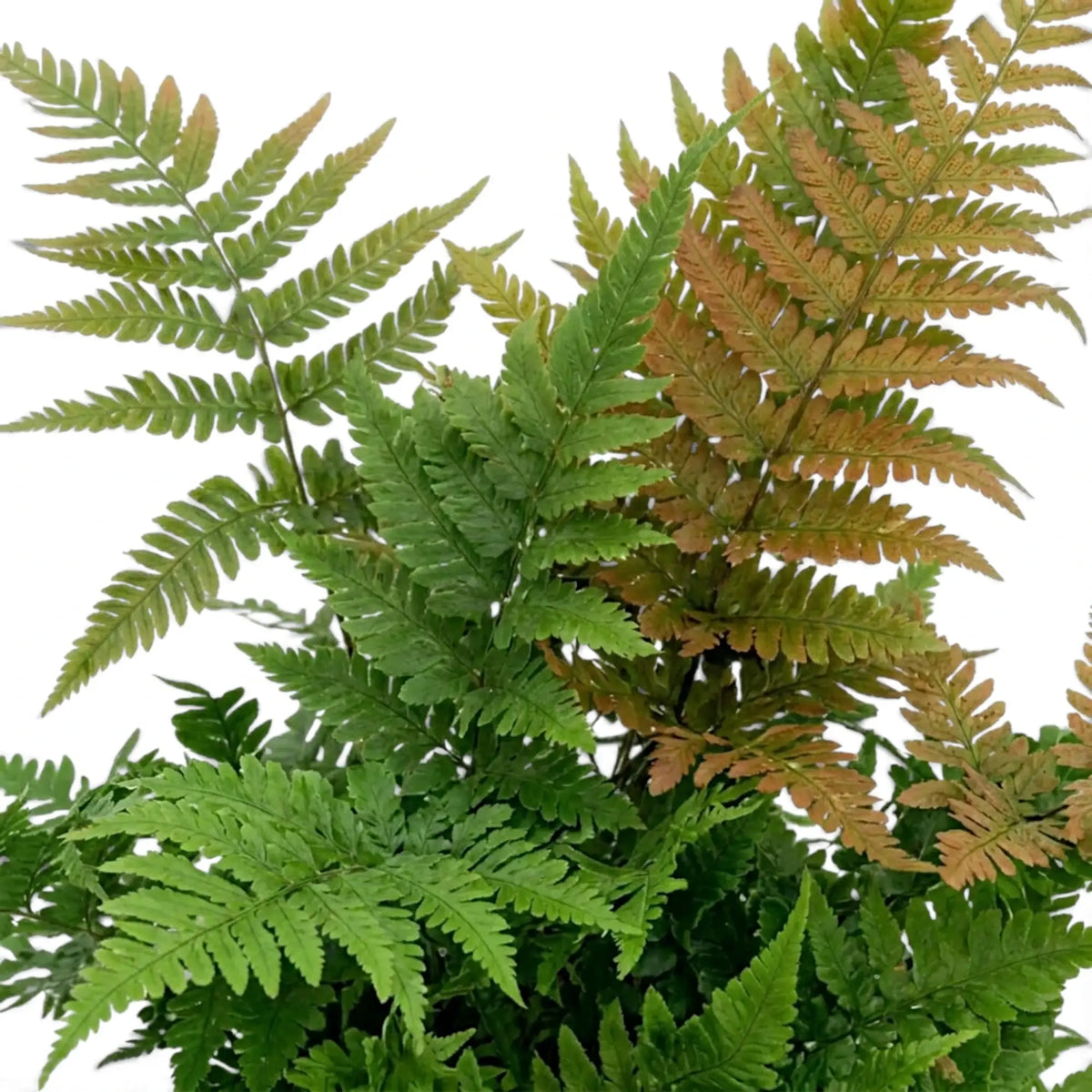 Layered Dryopteris erythrosora fronds in green, bronze and copper tones