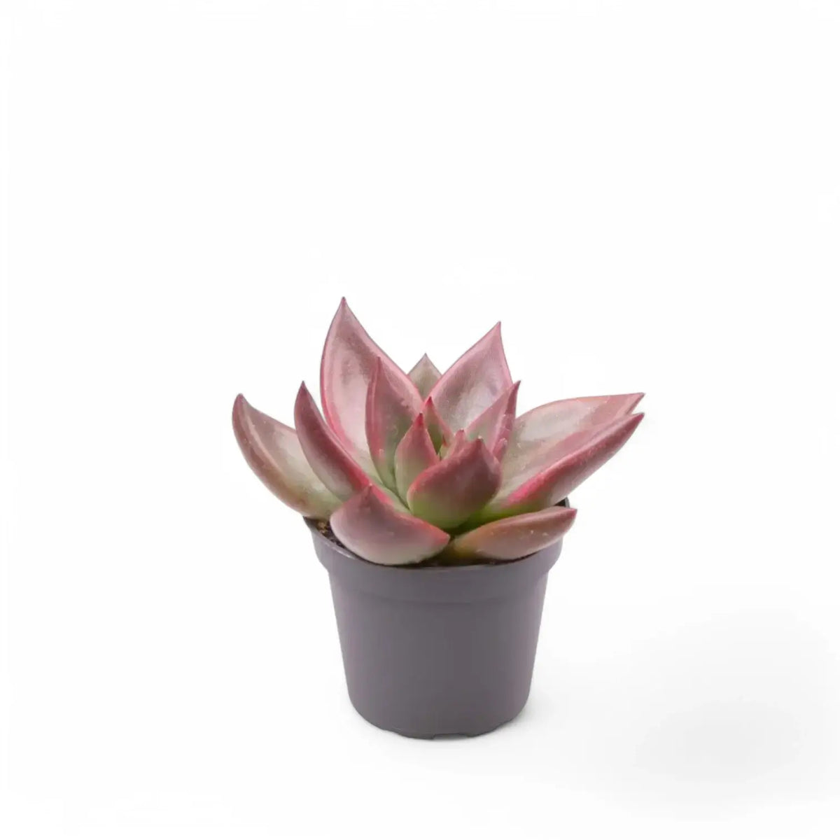 Echeveria agavoides 'Mars Galaxy' – Topfpflanze im Kulturtopf vor weißem Hintergrund, Produktfoto 2.