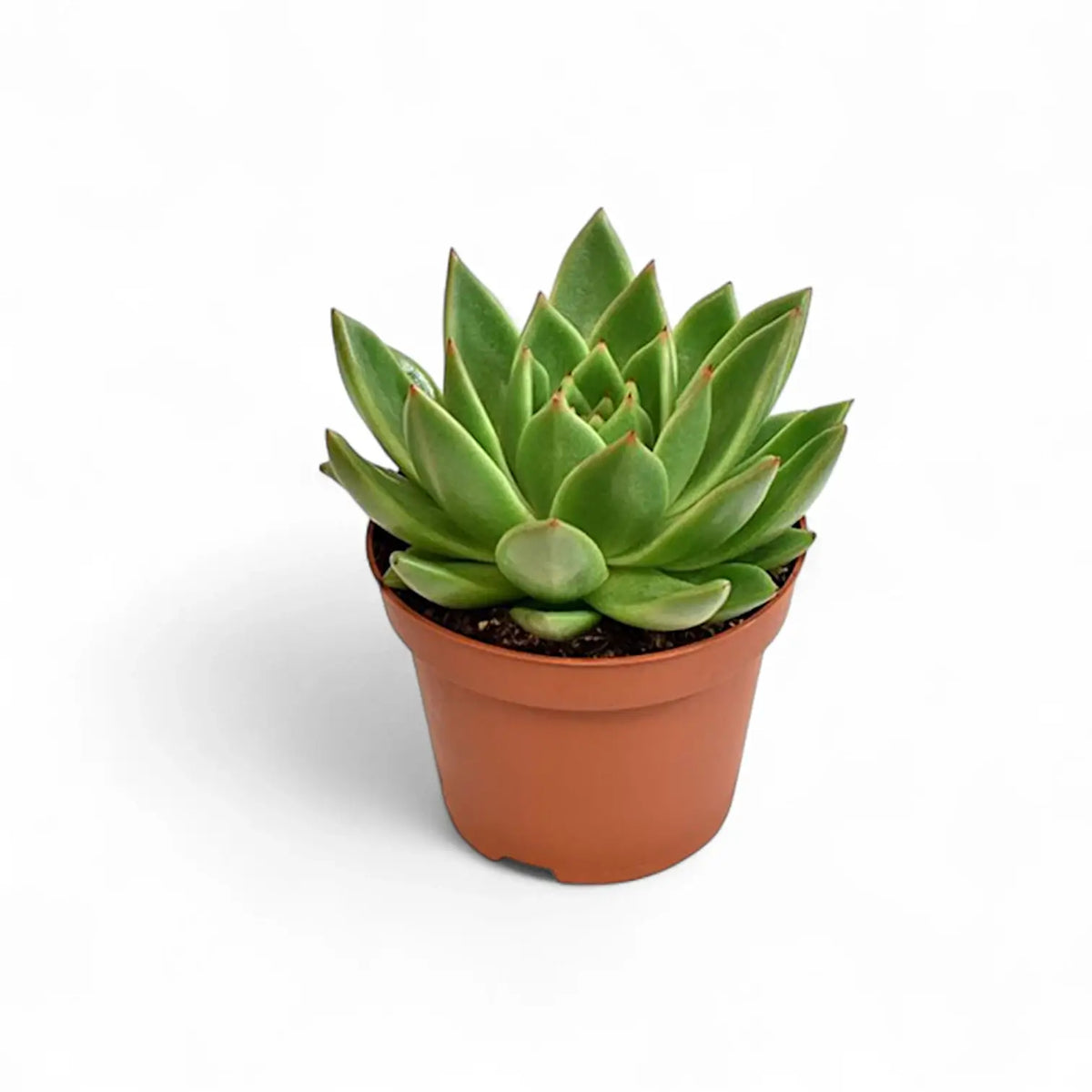 Echeveria agavoides 'Miranda' potted plant in nursery pot on white background.