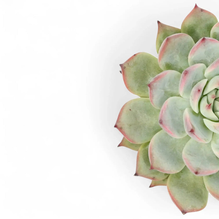 Nahaufnahme eines Blatts von Echeveria chihuahuaensis vor weißem Hintergrund.