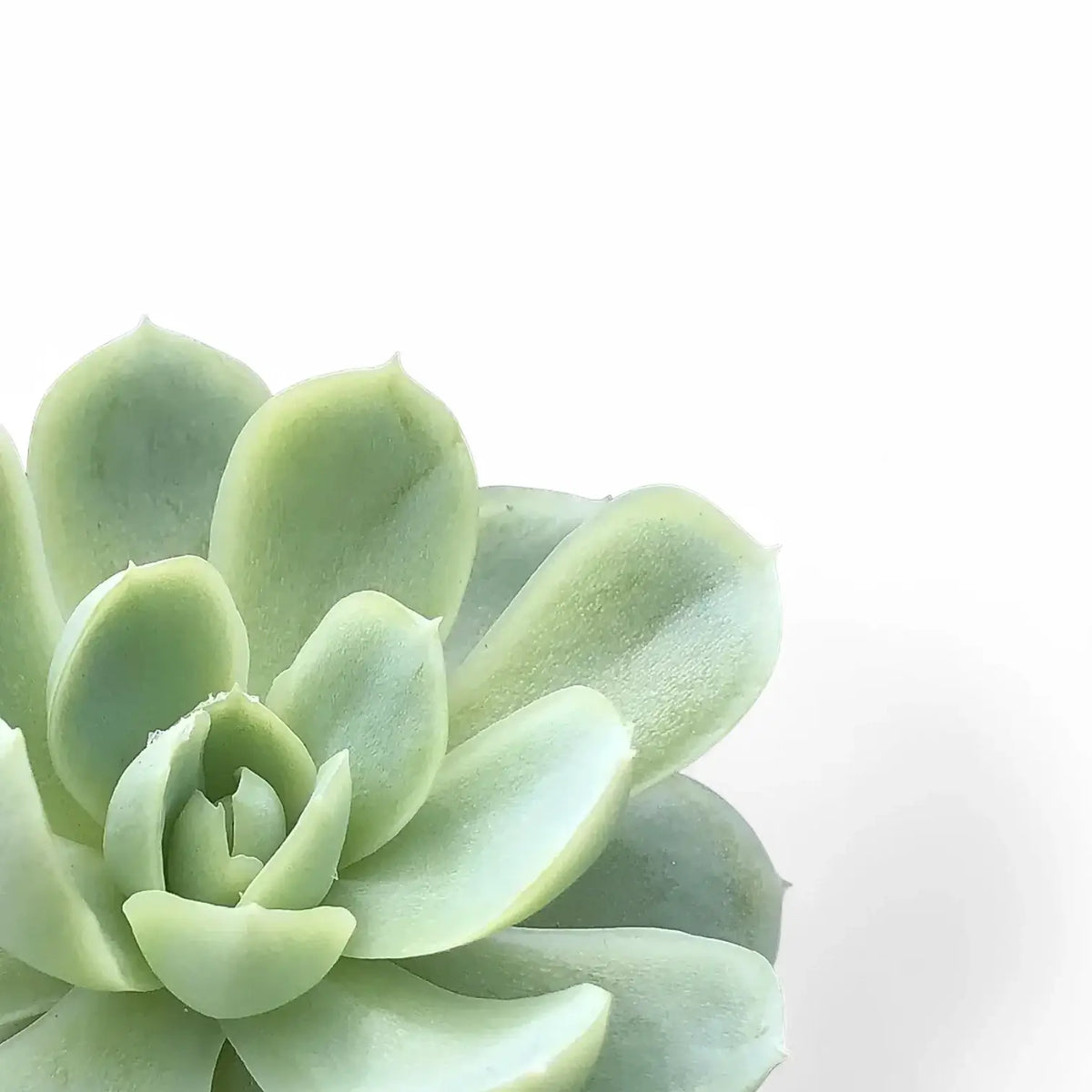 Echeveria elegans close-up of leaf on white background.