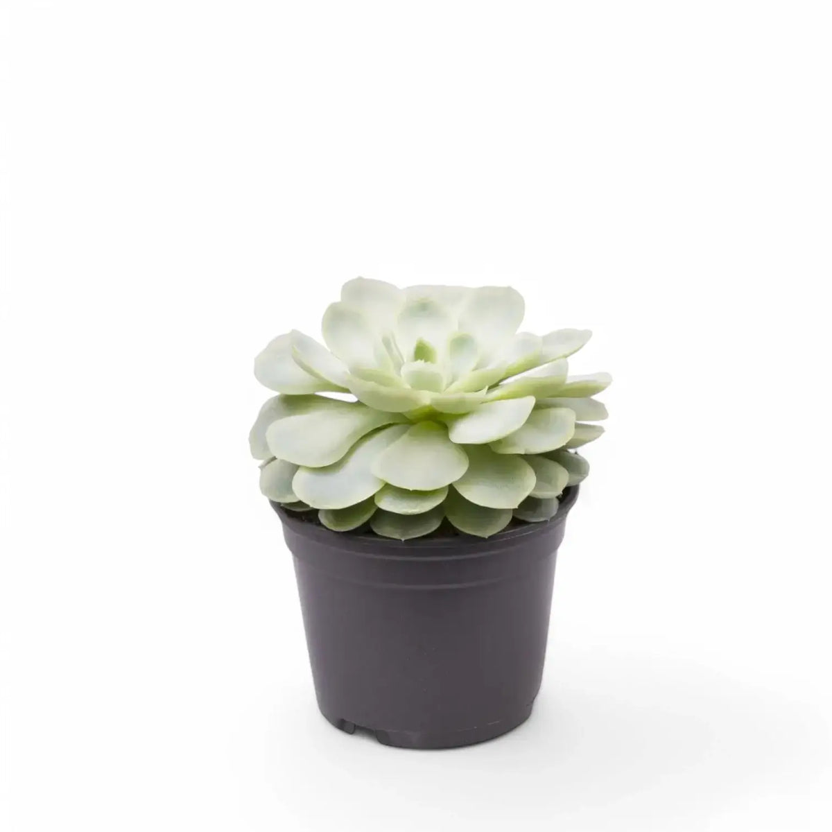 Echeveria elegans potted plant in nursery pot on white background.