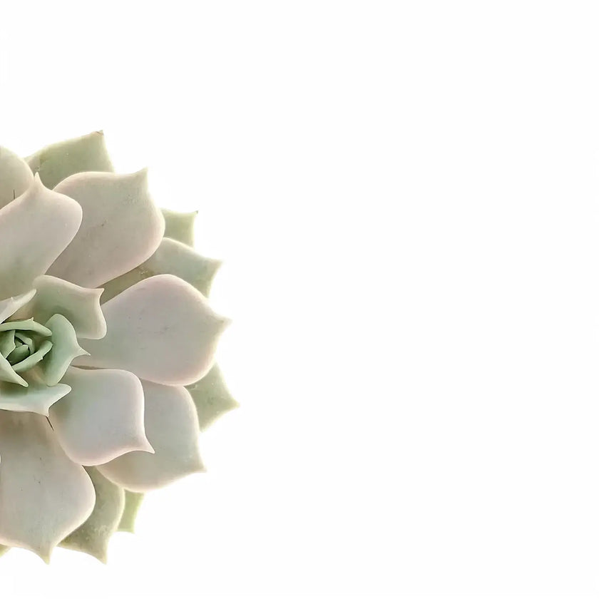 Echeveria 'Lola' – Blattdetail vor weißem Hintergrund..