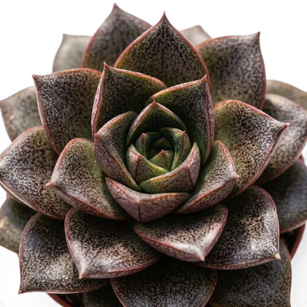 Mottled pointed leaves in an Echeveria purpusiorum rosette