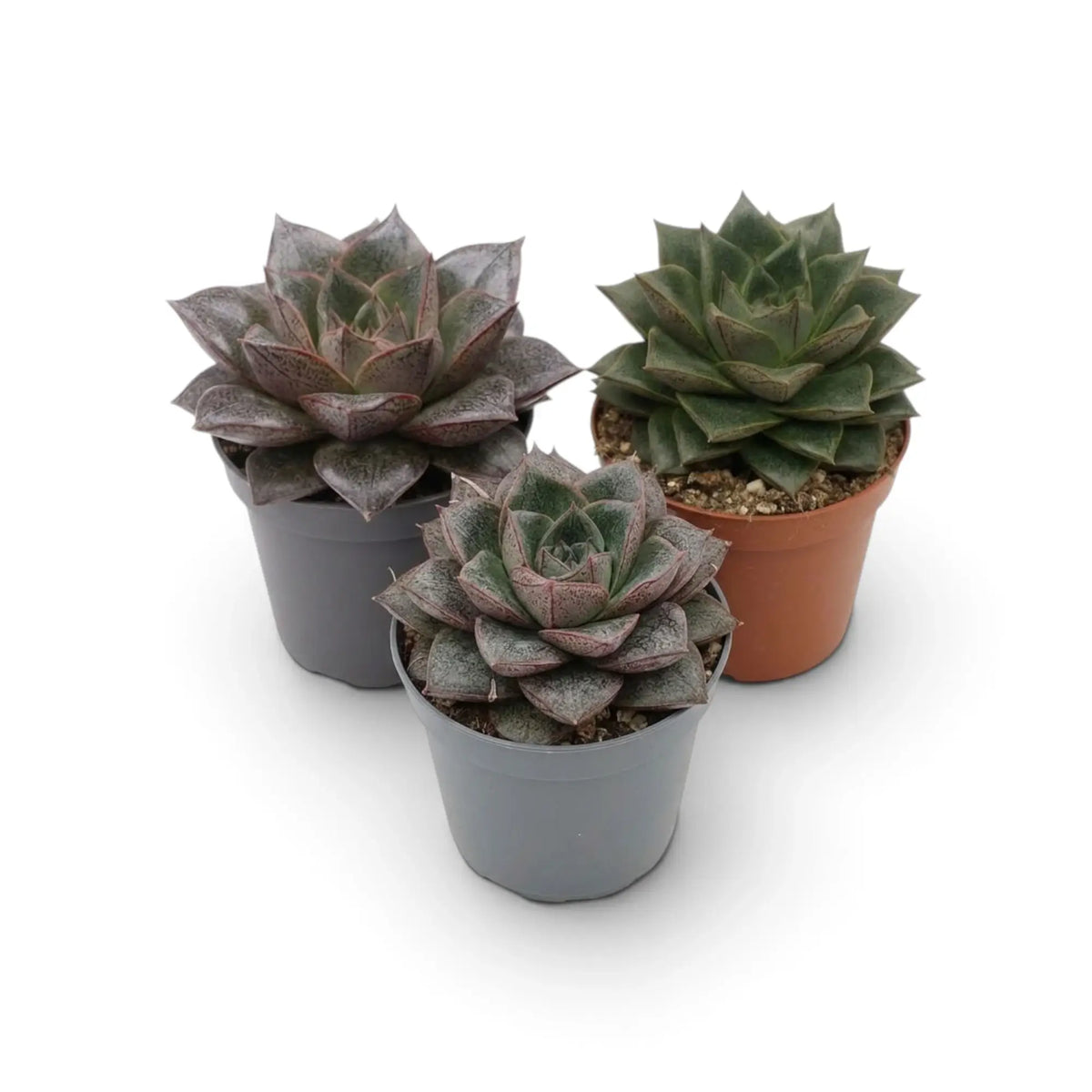 Echeveria purpusiorum rosette with mottled pointed leaves in a nursery pot