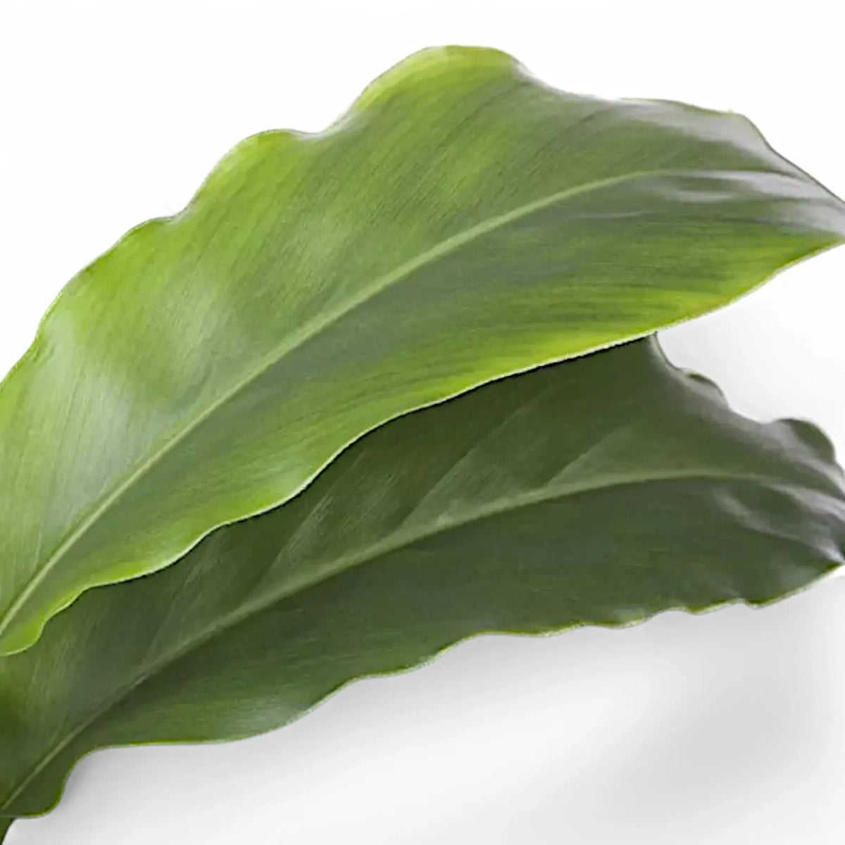 Elettaria cardamomum leaf close-up on white background.