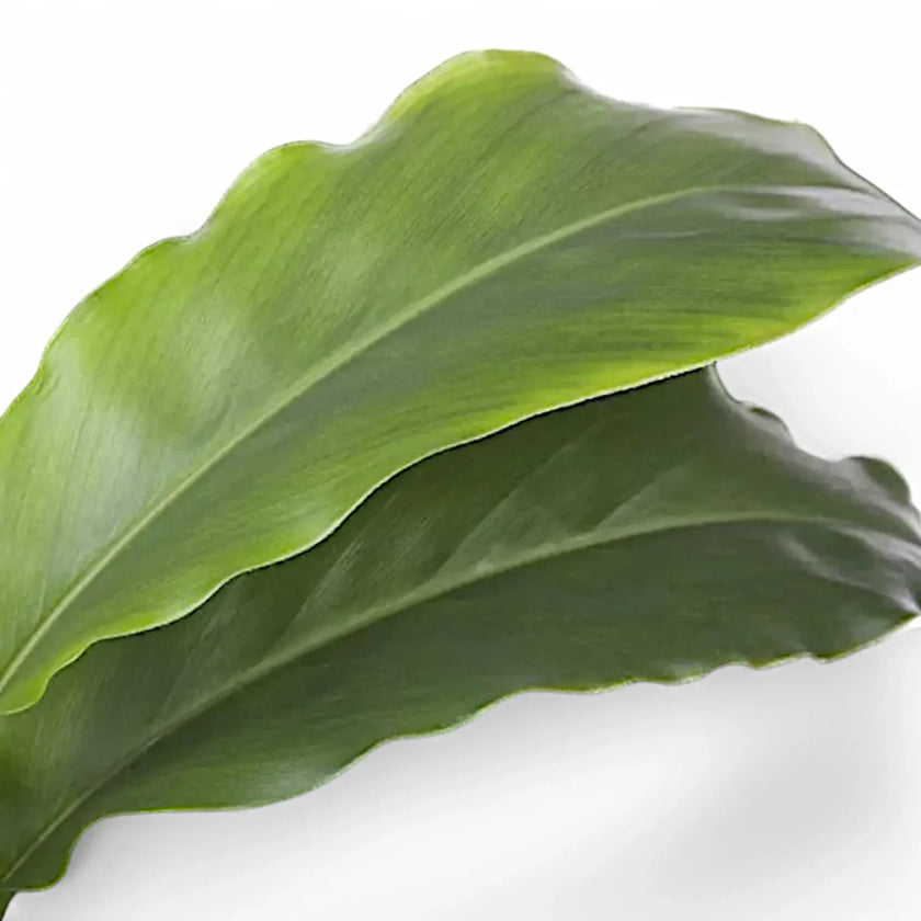 Elettaria cardamomum leaf close-up on white background.