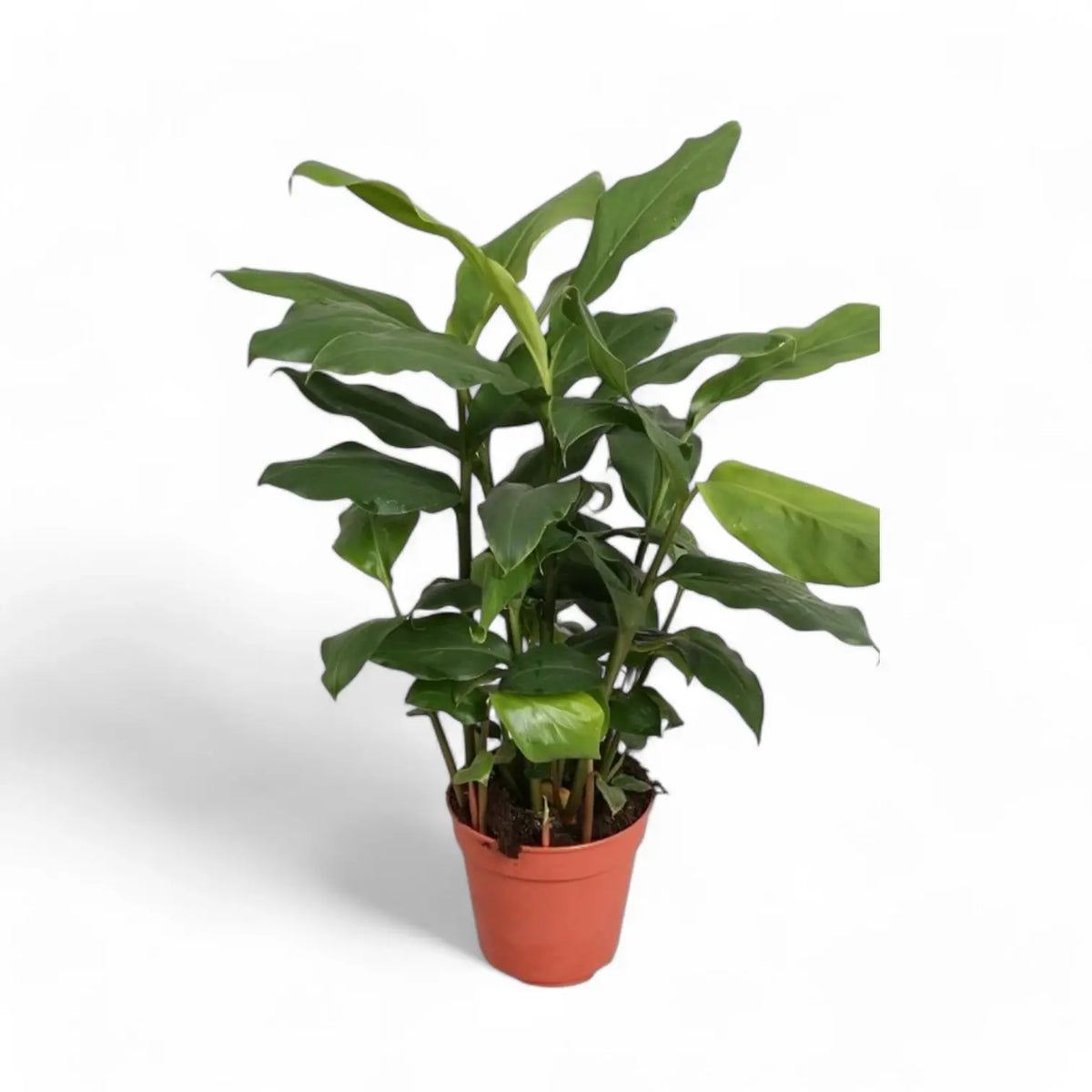 Elettaria cardamomum potted plant in nursery pot on white background.