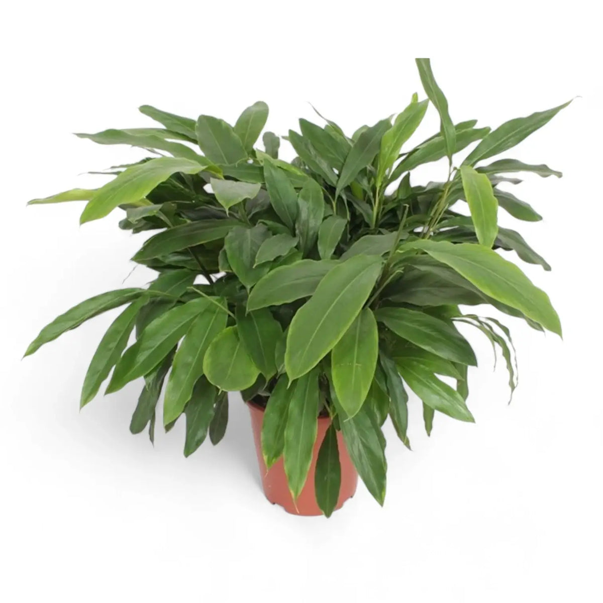 Elettaria cardamomum potted plant in nursery pot on white background.