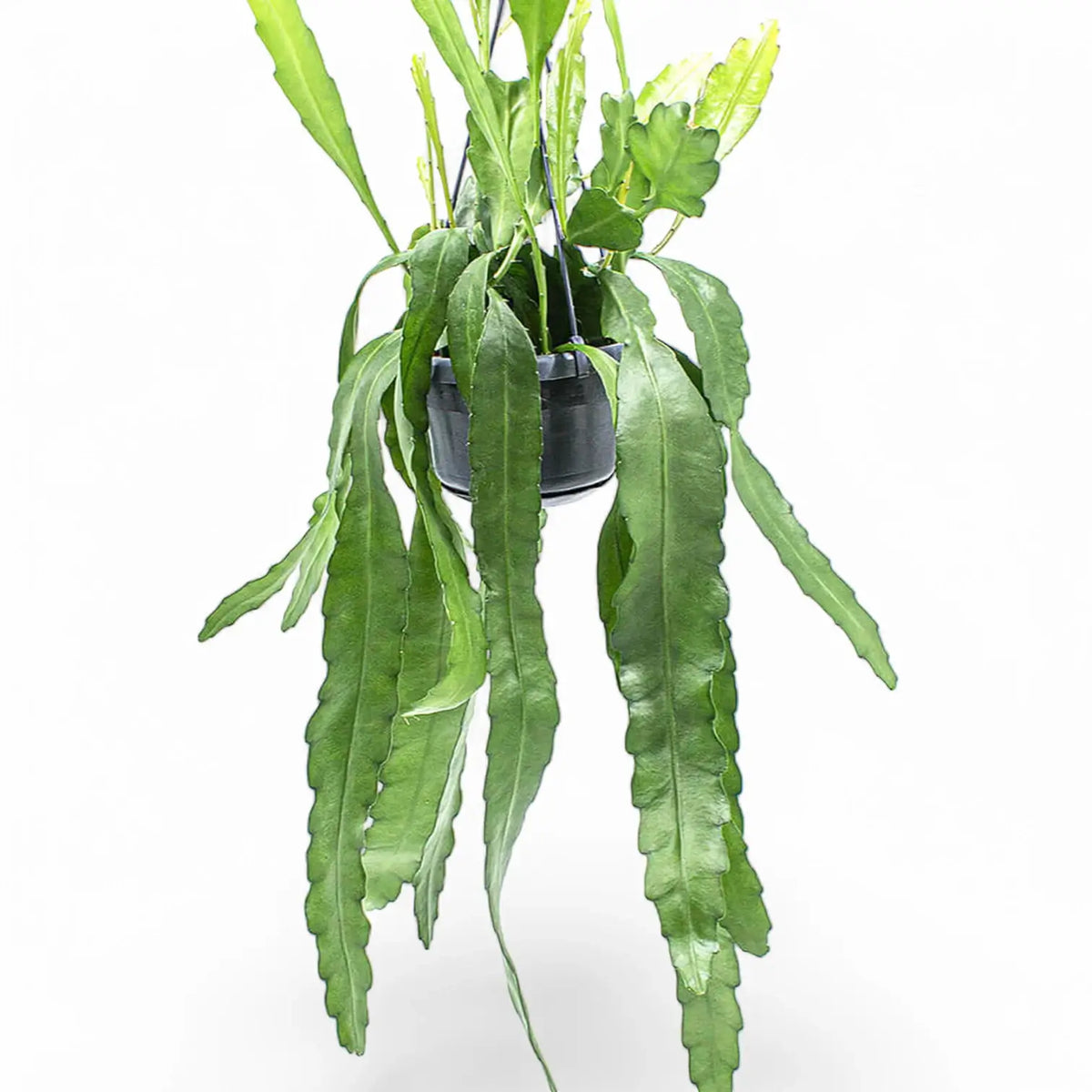 Epiphyllum 'Frühlingsgold' – Topfpflanze im Kulturtopf vor weißem Hintergrund, Produktfoto 3.