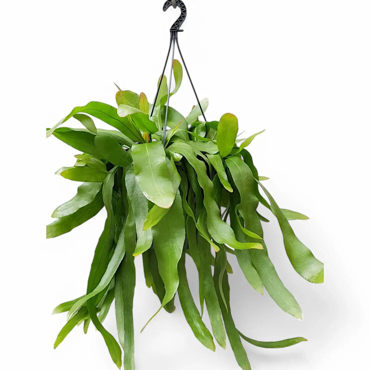 Epiphyllum pumilum – Topfpflanze im Kulturtopf vor weißem Hintergrund, Produktfoto 3.