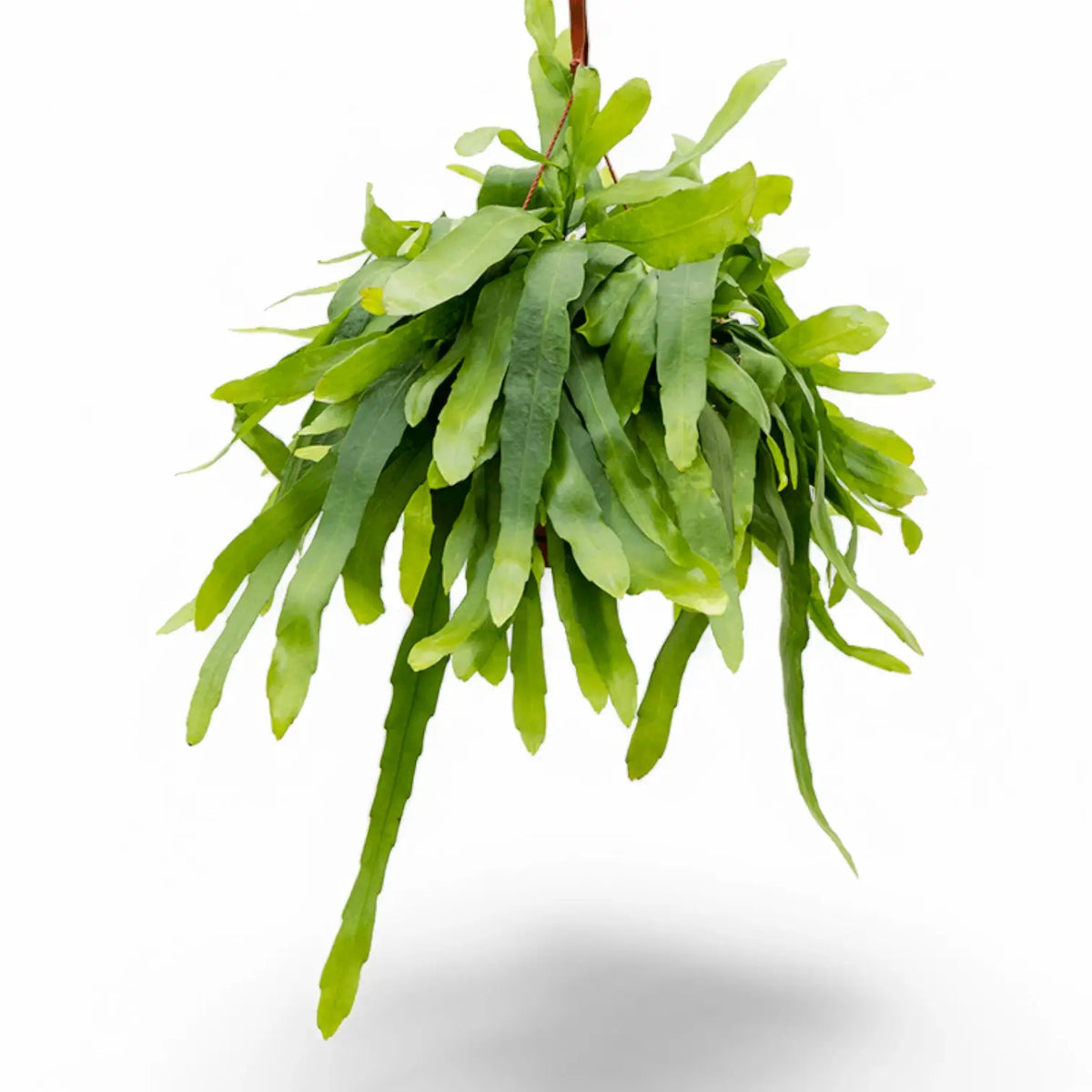 Epiphyllum pumilum – Topfpflanze im Kulturtopf vor weißem Hintergrund, Produktfoto 4.