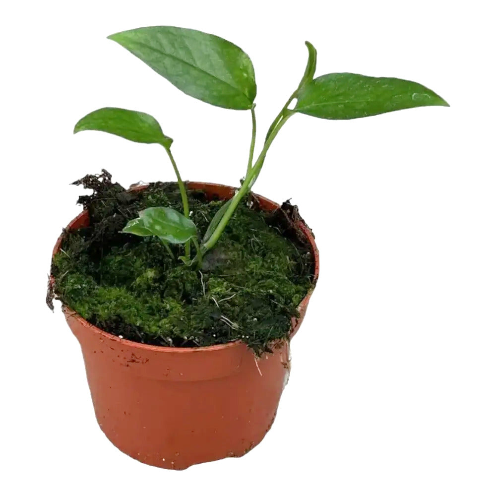 Epipremnum pinnatum 'Skeleton Key' Zimmerpflanze im Anzuchttopf vor weißem Hintergrund, Produktfoto 2.