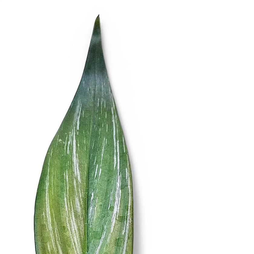 Epipremnum amplissimum leaf close-up on white background.
